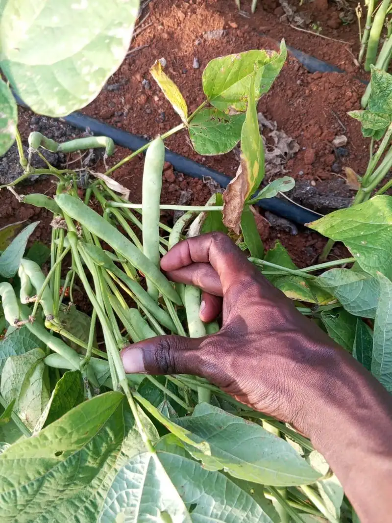 Handernte von Nyota-Bohnen auf einem Feld von MOTHERLAND, Siaya County