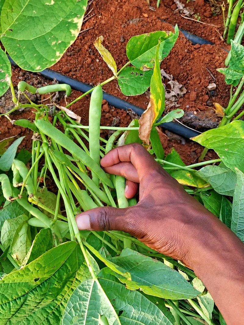Hand harvesting Nyota beans, MOTHERLAND field, Siaya County